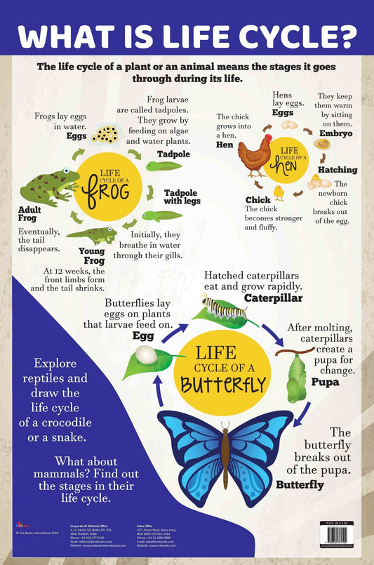 What is Life Cycle : Charts - Om Books - Swadesiicart