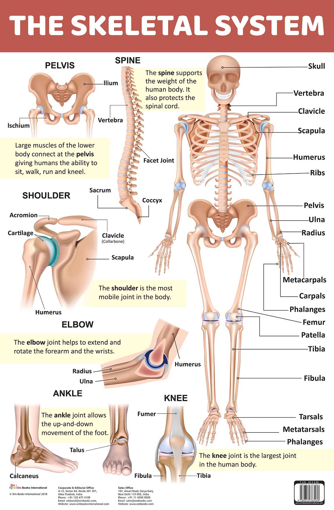 The Skeletal System : Charts - Om Books - Swadesiicart