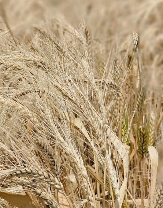 Certified_Organic_Khapli_Atta_10