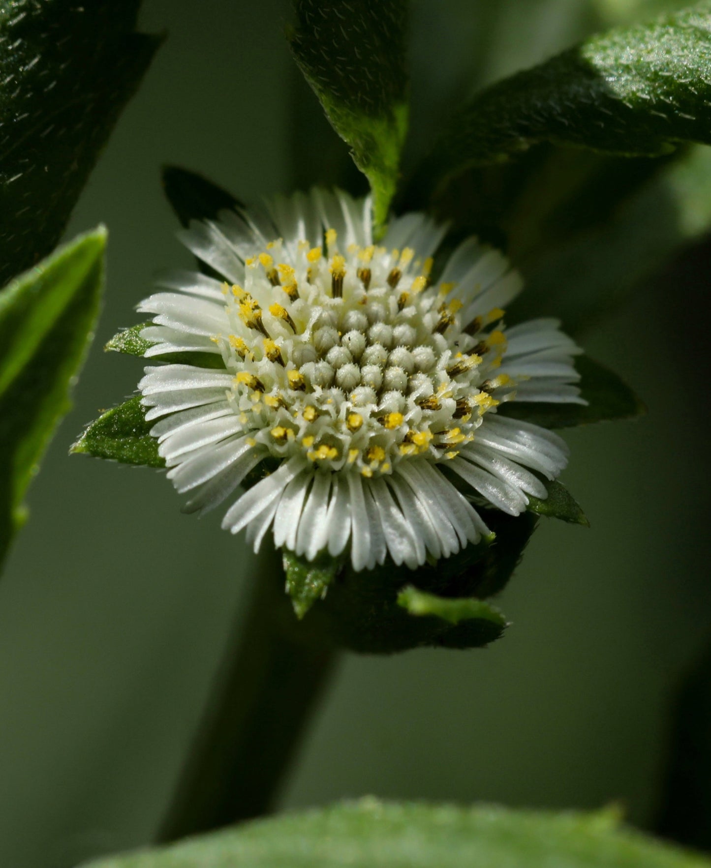 Nurture Hair Oil