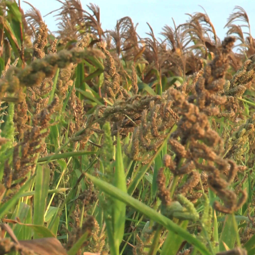 Freshon Barnyard Millet - Organically Grown - Swadesiicart