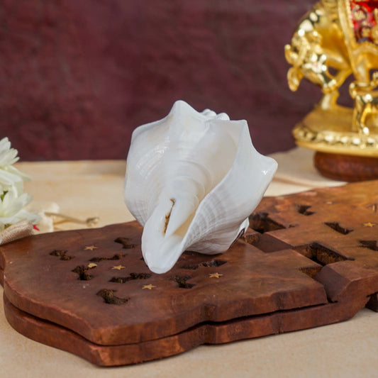 Sri Rudra Blowing Shank Big (SR 03095) | Swadesiicart