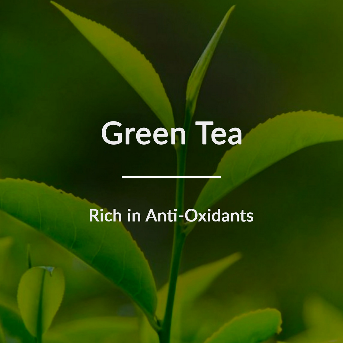 Lotus Botanicals Natural Green Tea HydraDetox Moisture - Replenishing Face Serum