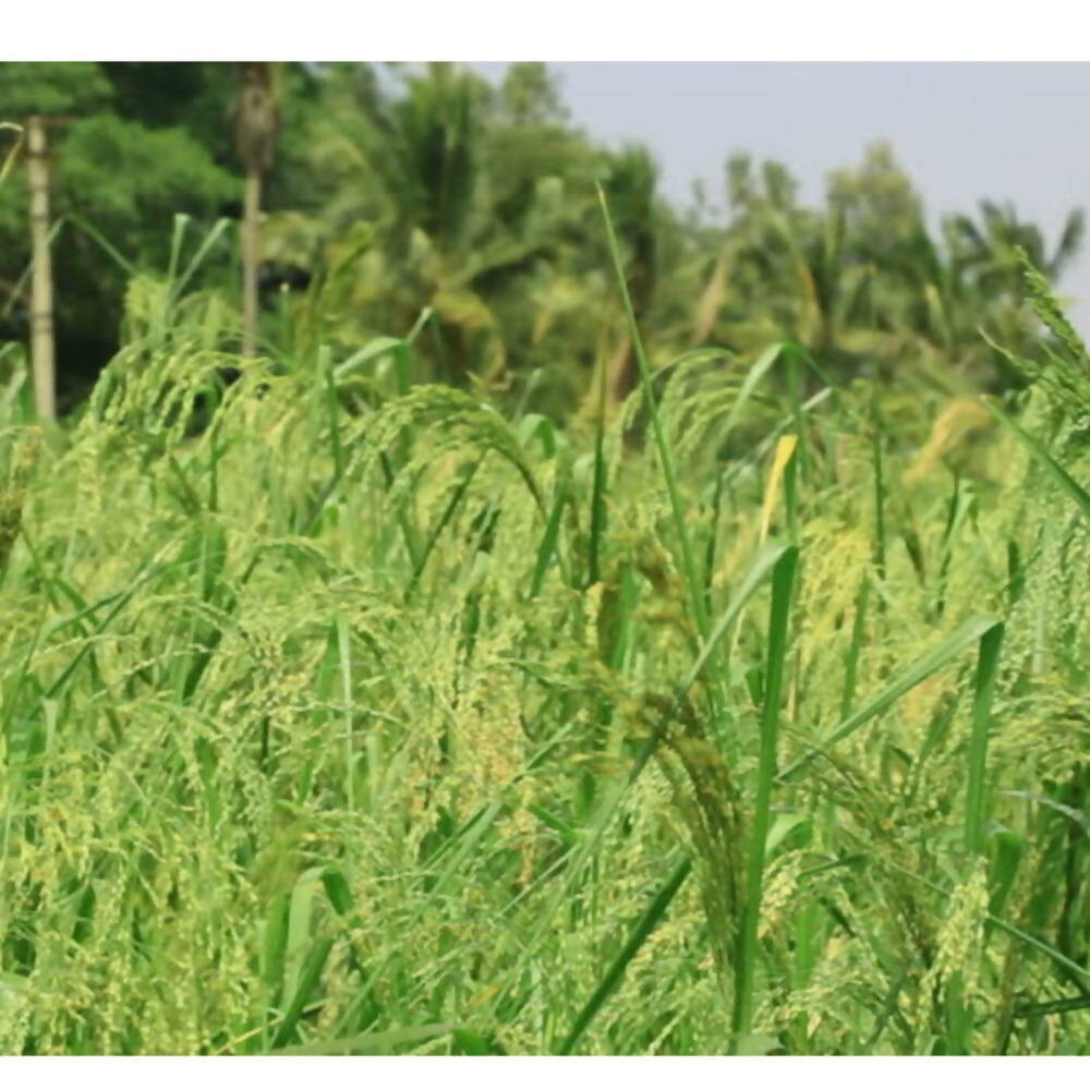 Little Millet Whole Grain Flour