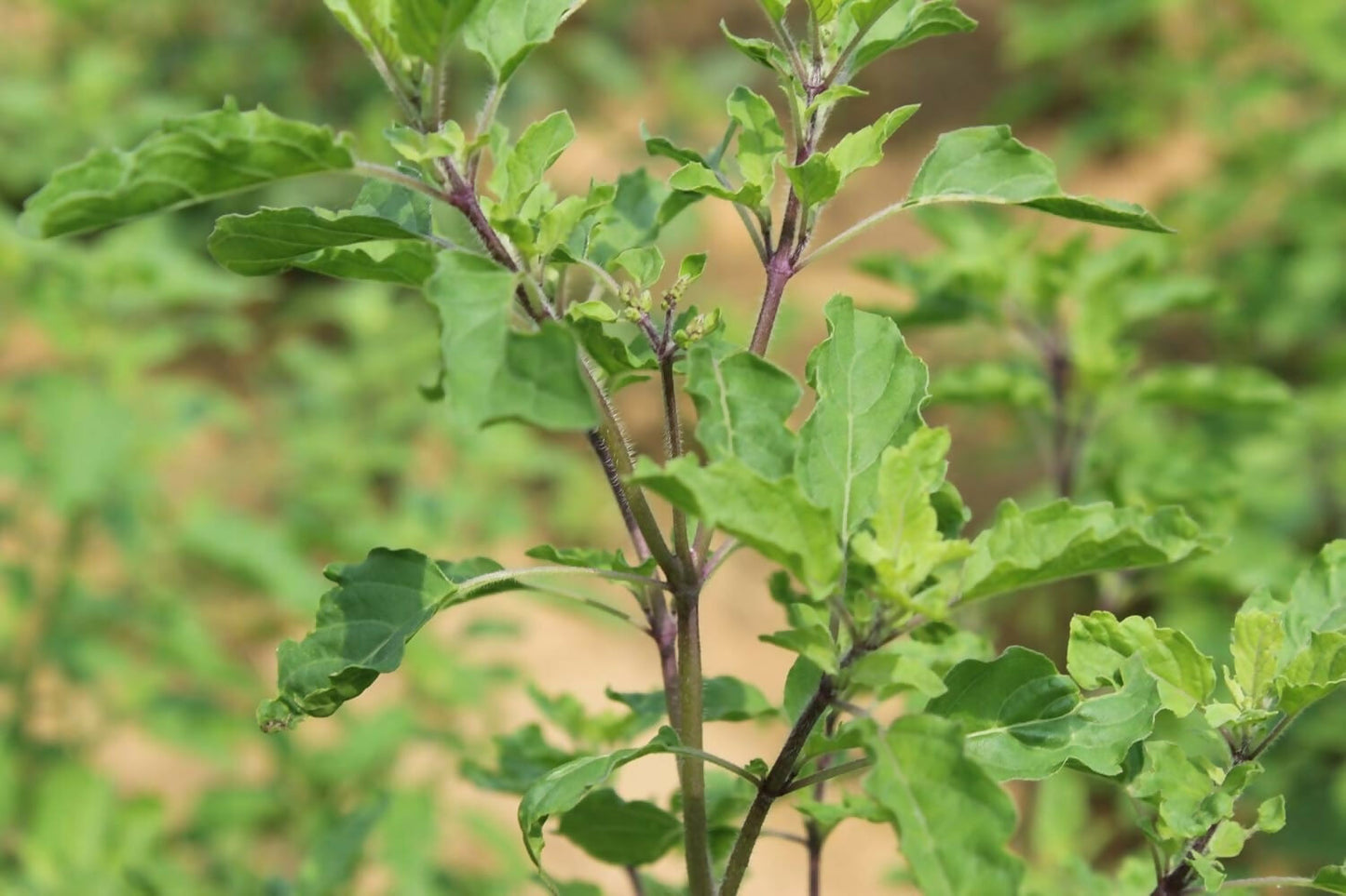 Carmel Organics Tulsi Leaves Powder | Swadesiicart