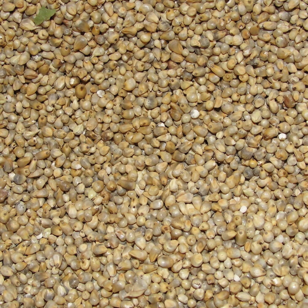 Freshon Pearl Millet - Natural - Swadesiicart