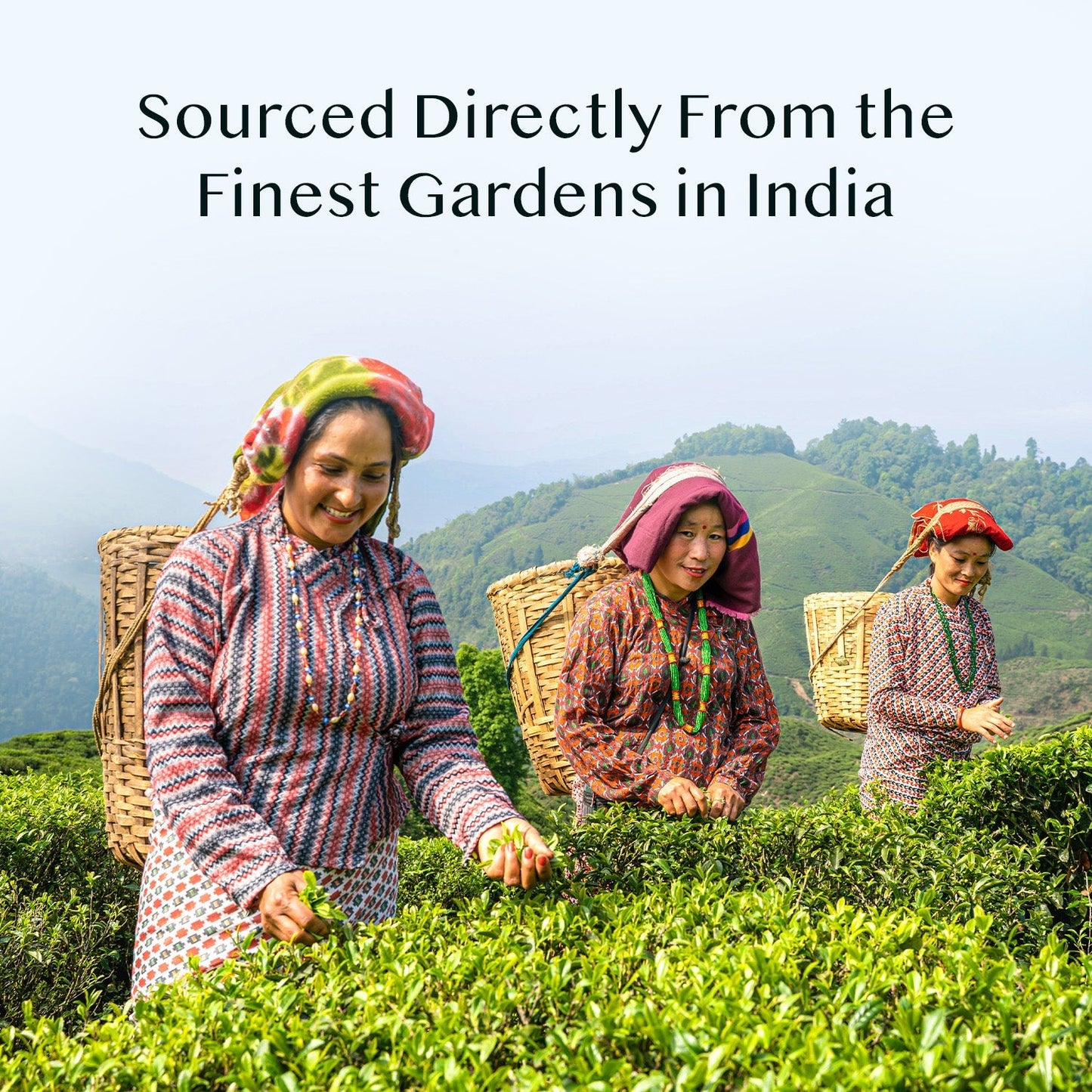 Darjeeling Premium First Flush Black Tea, 3.53 oz