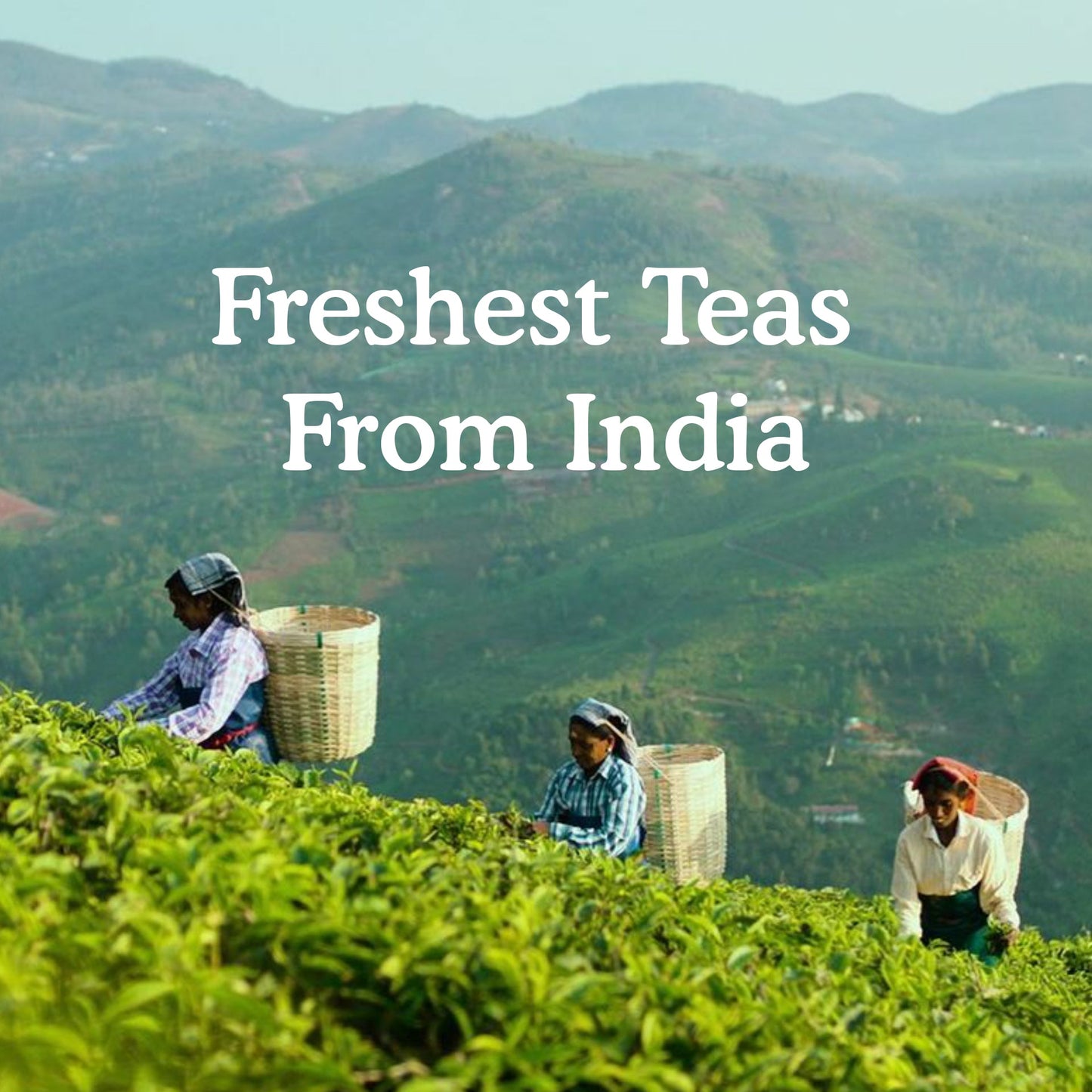 White Teas Gift Sampler, 4 Teas