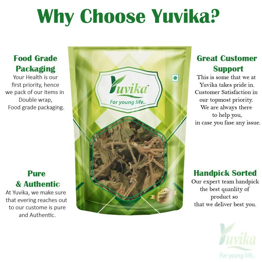 Yuvika Gurmar Leaves - Gudmar Leaves - Gymnema Sylvestre - Periploca Of The Woods | Swadesiicart