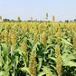 Freshon Jowar Bijapur - Sorghum Millet - Swadesiicart