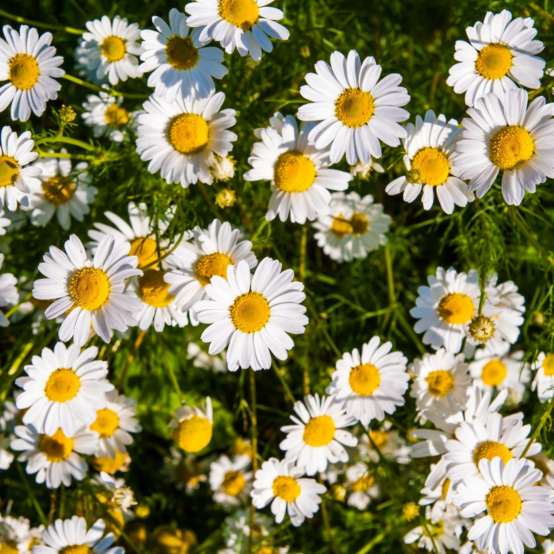 63