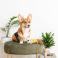 Soft Plush Toy for Pets - Swadesiicart