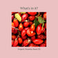 Organic Rosehip Seed Oil