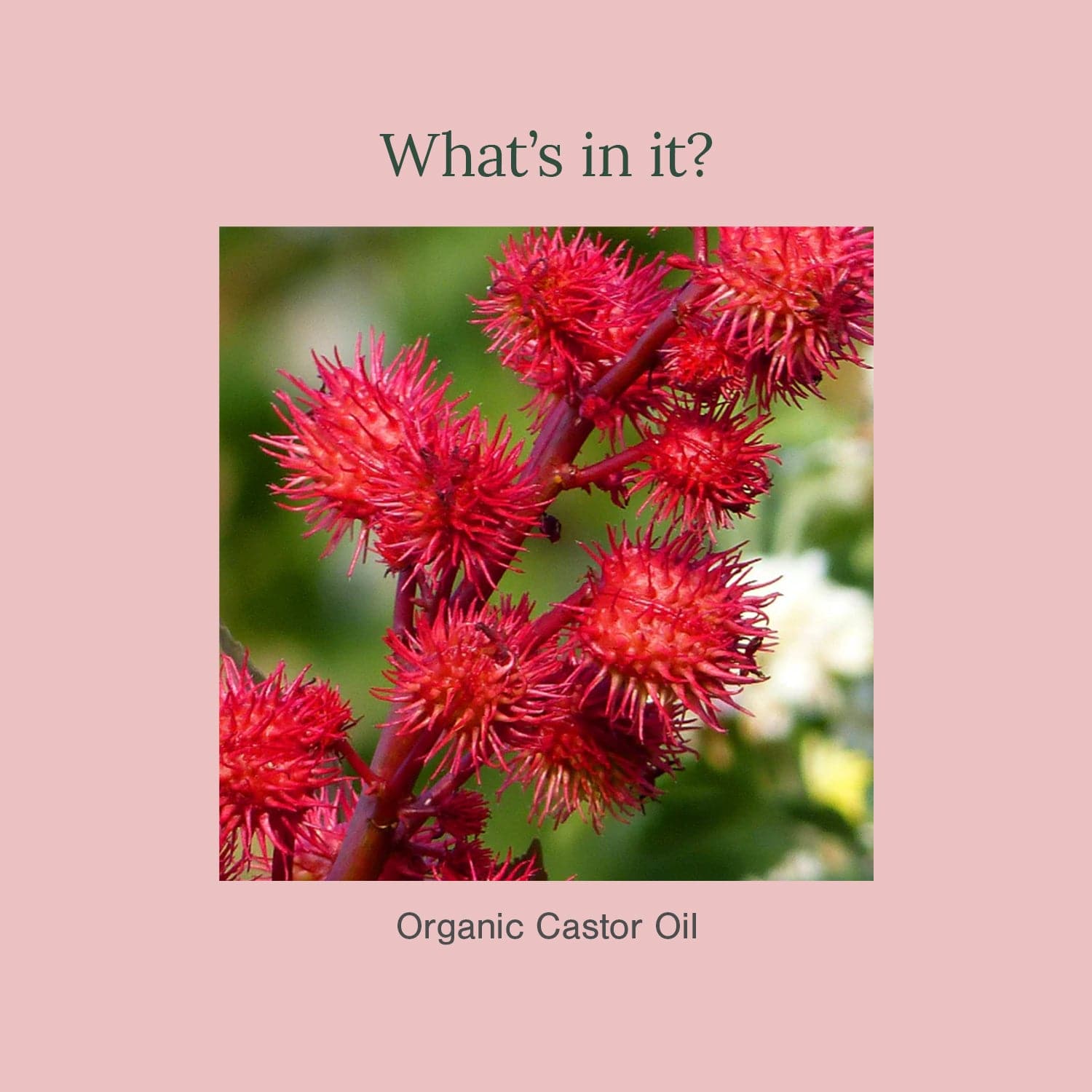 Organic Castor Oil