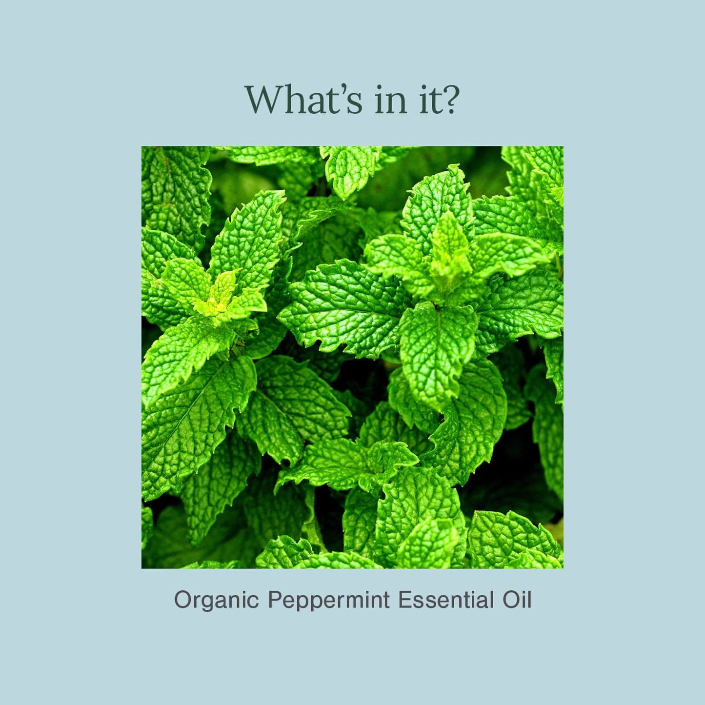 100% Pure & Organic Peppermint Essential Oil