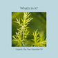 100% Pure & Organic Tea Tree Essential Oil
