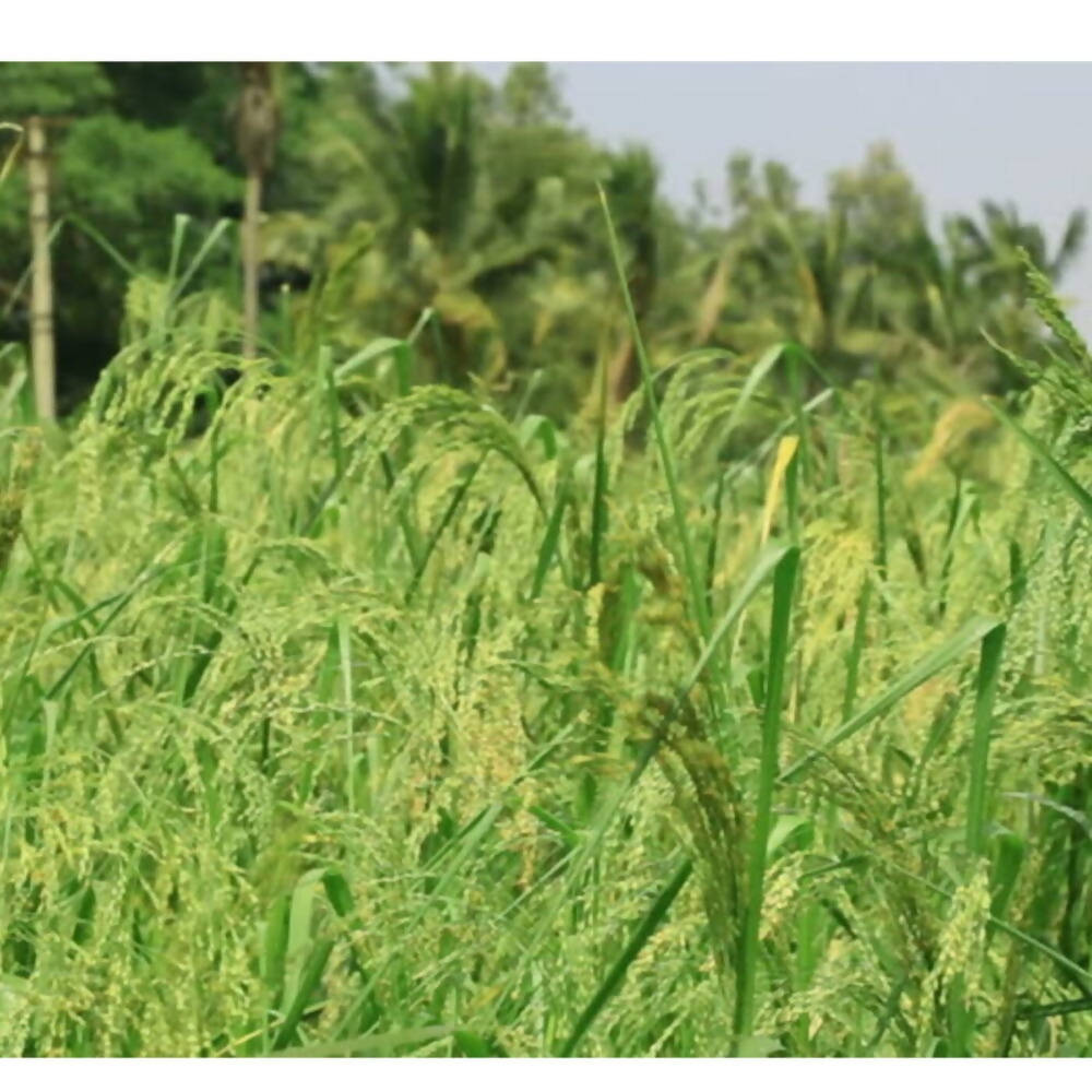 Kodo Millet Whole Grain Flour Premium