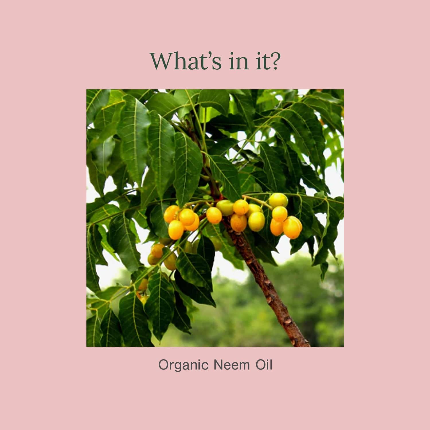 Organic Neem Oil