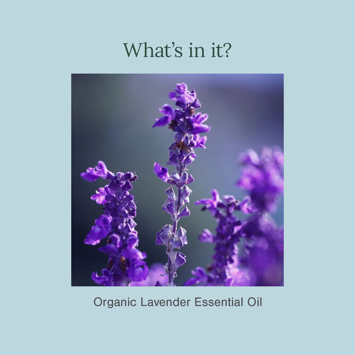 100% Pure & Organic Lavender Essential Oil