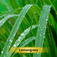 Prakriti Herbal Soap Lemongrass - Swadesiicart