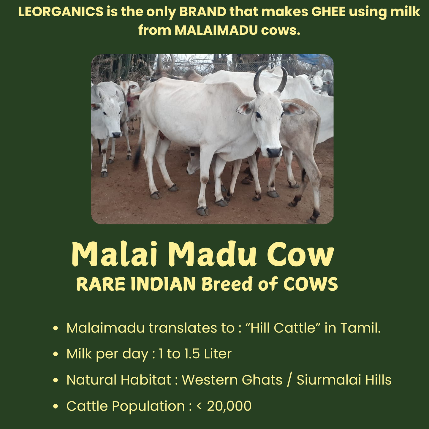 Le Organics A2 Cow Ghee | Cultured Desi Ghee | Homemade & Certified Organic Ghee - Swadesiicart