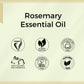 Aroma Treasures Rosemary Pure Essential Oil