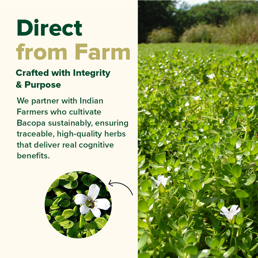 Bacopa 1000 mg High Strength Capsules