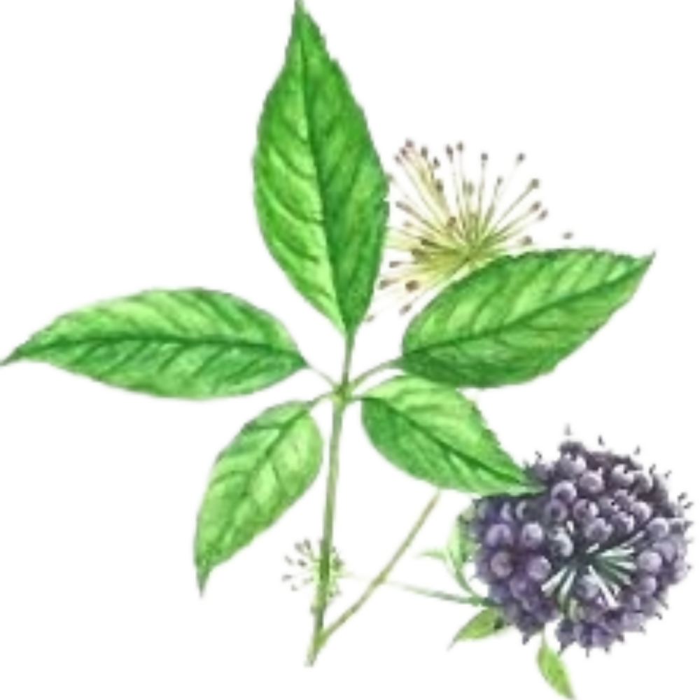Nxtgen Ayureveda Siberian Ginseng Root Extract | Swadesiicart