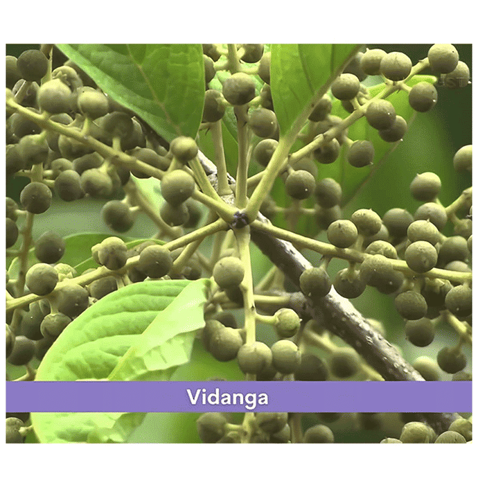 Minature Vidanga Powder | Swadesiicart