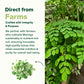 Moringa 1100 mg High Strength Capsules