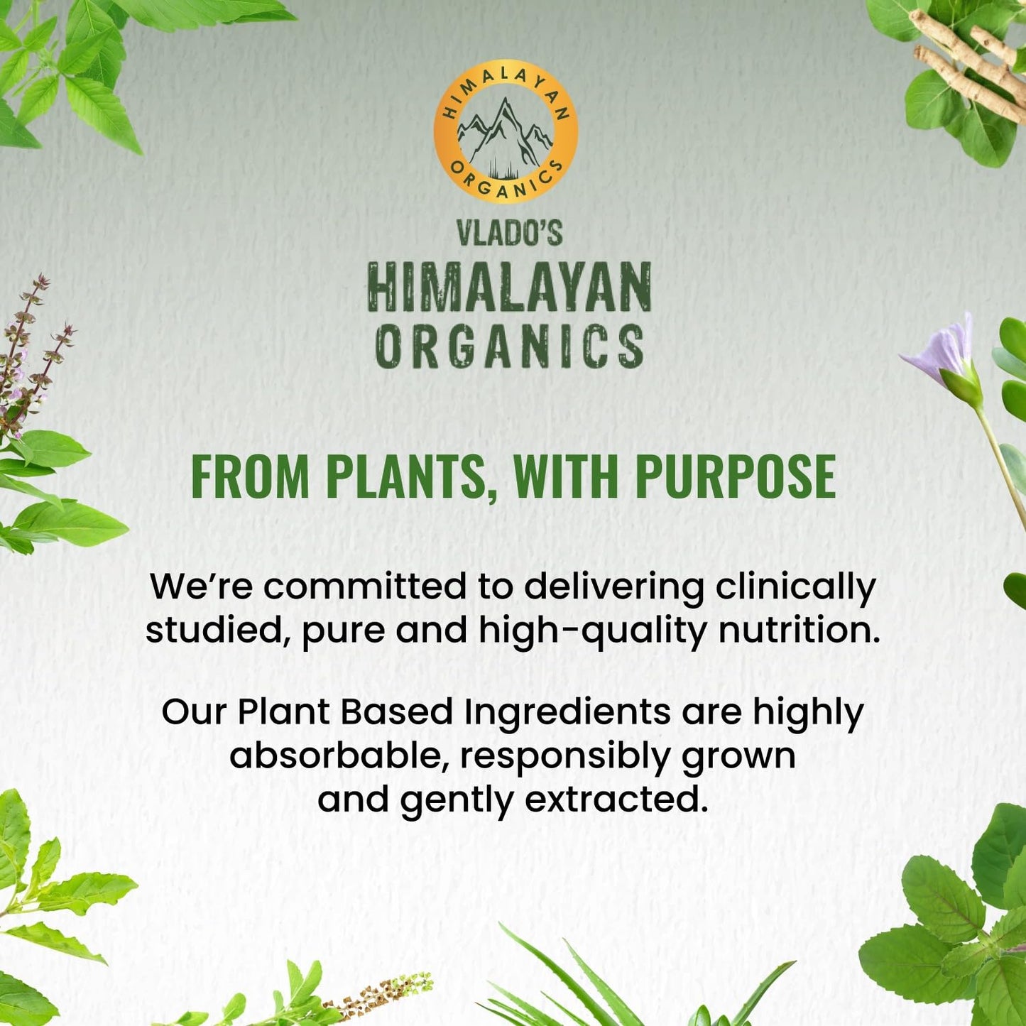 Himalayan Organics Korean Ginseng 800 mg Vegetarian Capsules | Swadesiicart