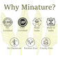 Minature Banana Stem Powder | Swadesiicart