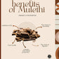 Organic Ayurvedistan Mulethi Powder - Swadesiicart