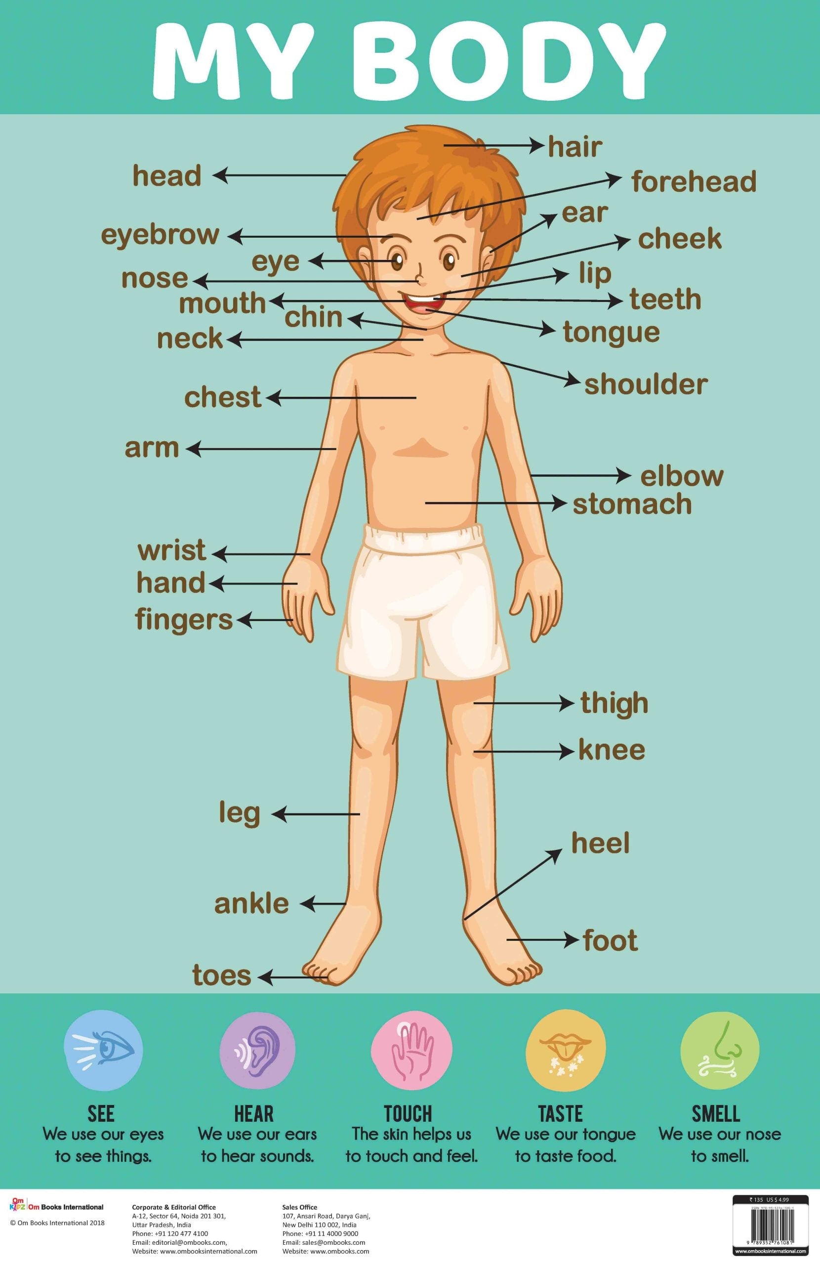 My Body : Charts - Om Books - Swadesiicart