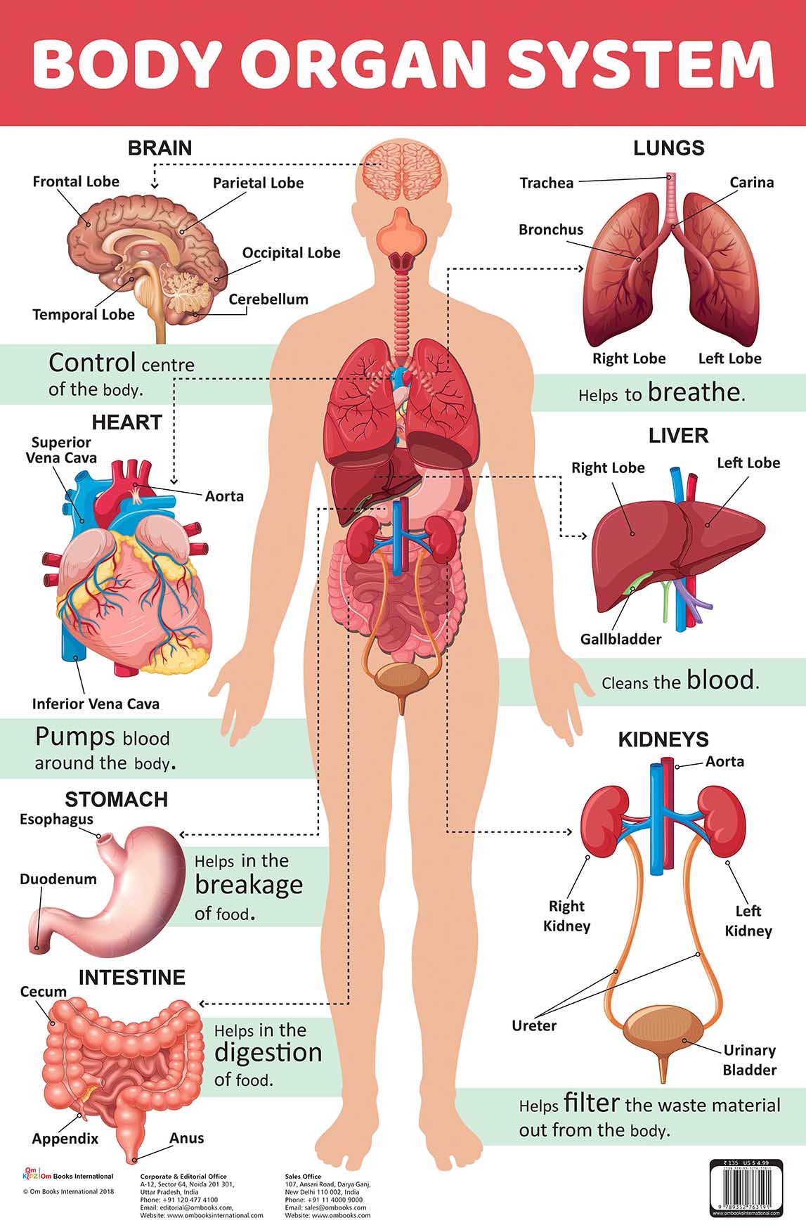 Body Organ System : Charts - Om Books - Swadesiicart