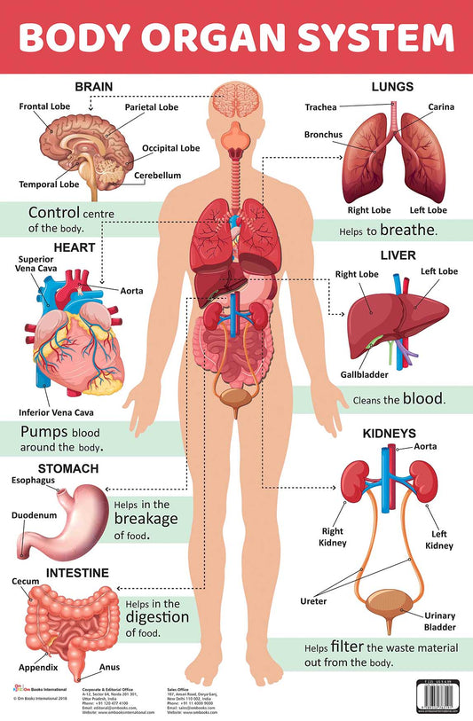 Body Organ System : Charts - Om Books - Swadesiicart