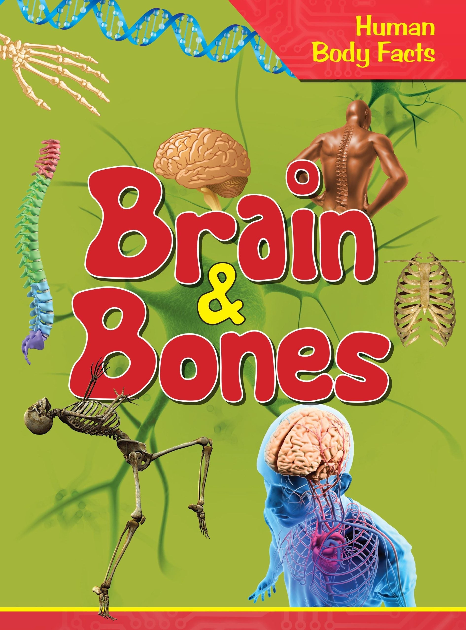 Brain & Bones : Human Body Facts - Om Books - Swadesiicart