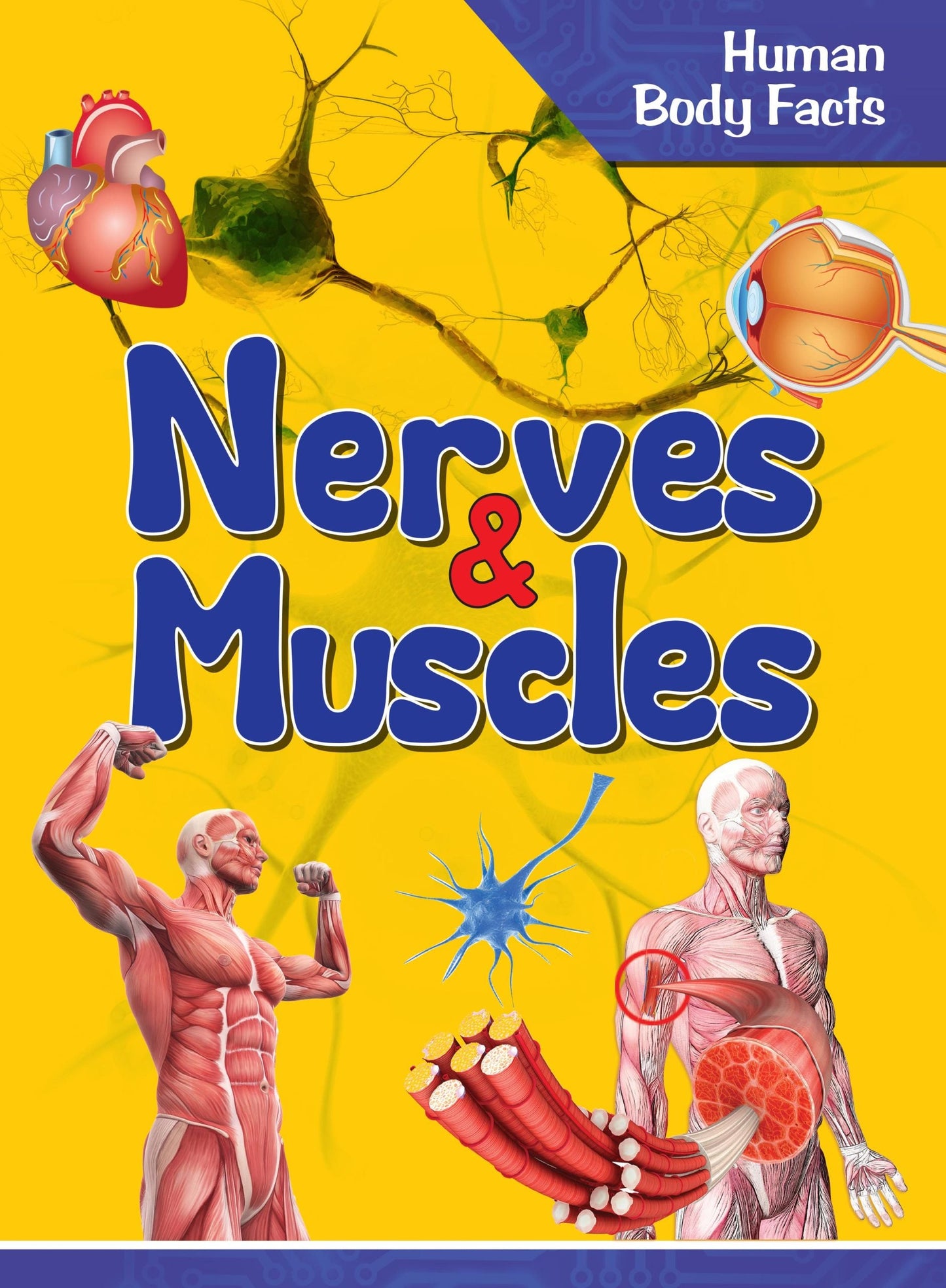 Nerves & Muscles : Human Body Facts - Om Books - Swadesiicart