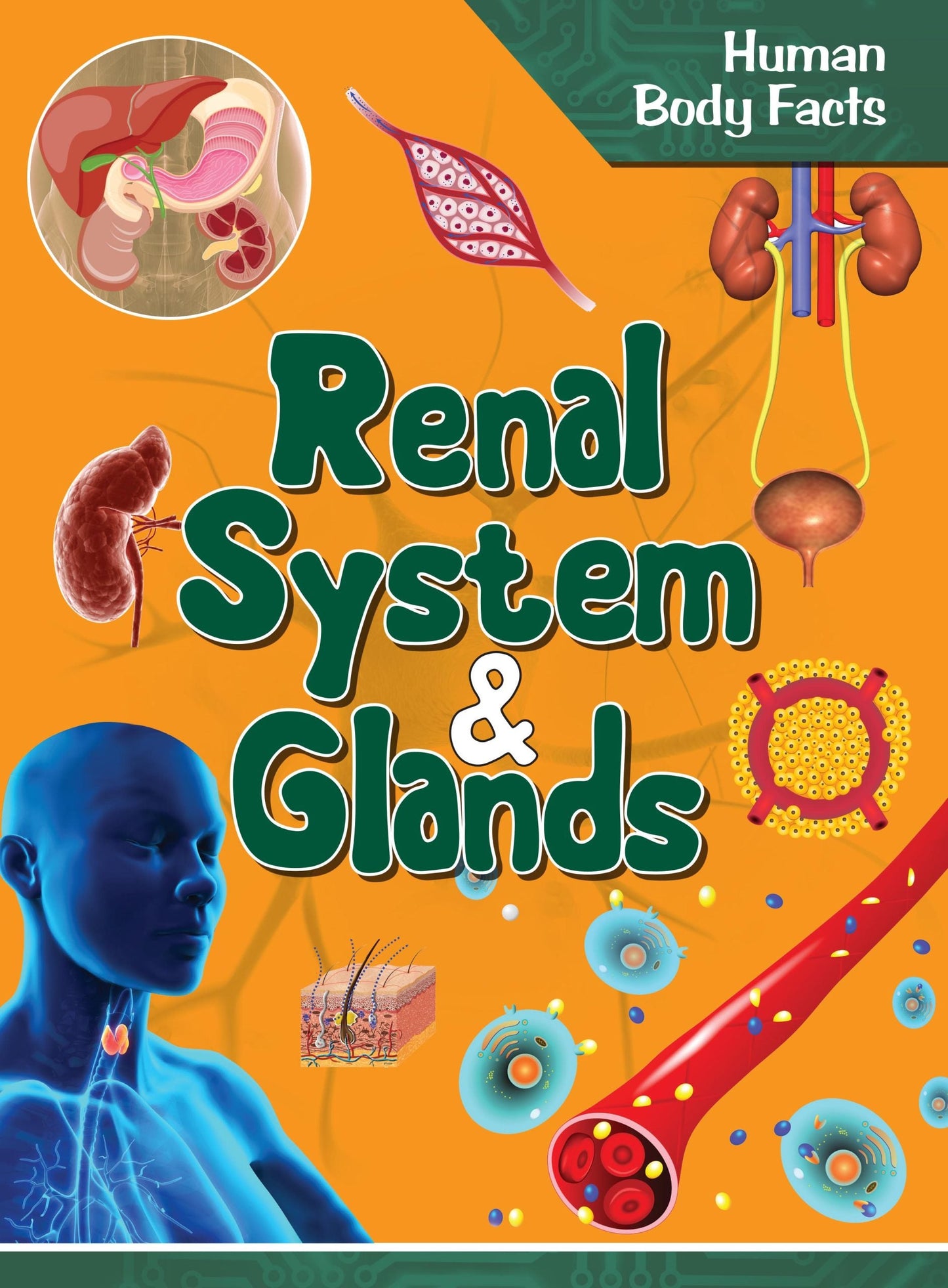 Renal System & Glands : Human Body Facts - Om Books - Swadesiicart