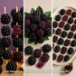 Confect Blackberry Bang Gummies