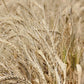 Certified_Organic_Khapli_Atta_10