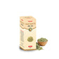 Vedsun Naturals Fennel Sauf Oil Pure And Organic Skin Care, Anti Aging, Hair Growth