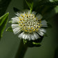 Nurture Hair Oil