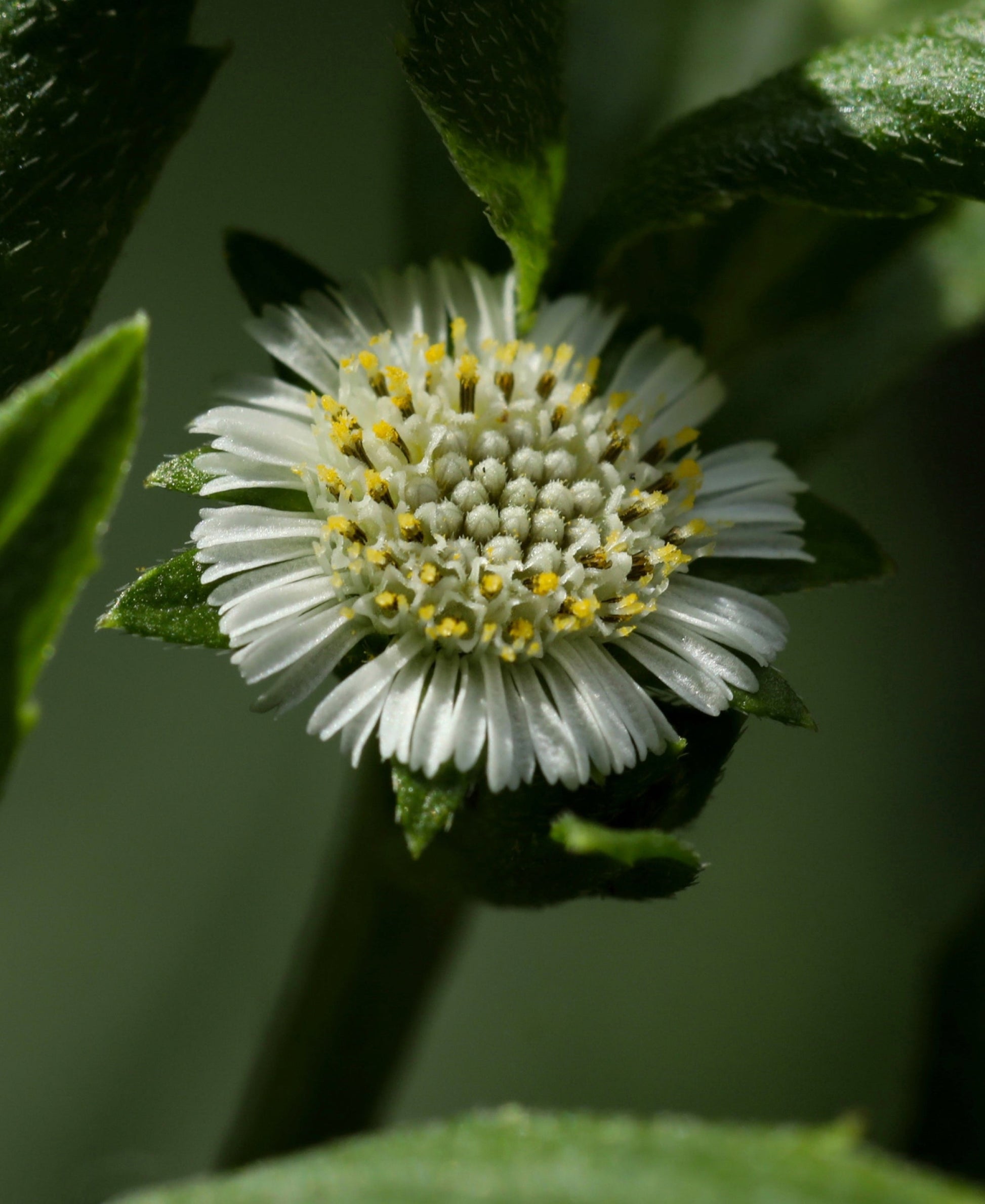Nurture Hair Oil