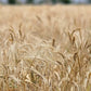 Organic_emmer_khapli_wheat_flour