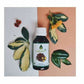 Oilcure Malkangani Oil