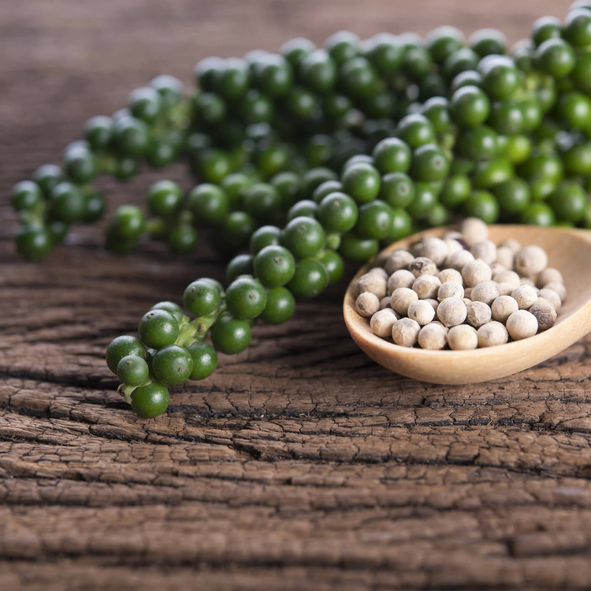 Sattva Sugandha White Pepper - Swadesiicart