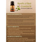 Ancient Living Tulasi Taila (Basil Oil) Essential Oil