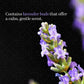 Khadi Natural Incense Sticks Rose & Lavender Combo (Pack of 6)