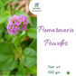 Nxtgen Ayurveda Punarnava Powder | Swadesiicart